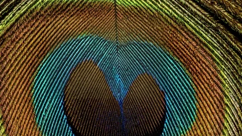Zoom at peacock tail feather to microscopic level Stock Footage 258733172