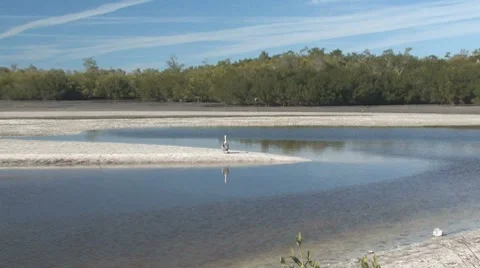 Zoom on pelican Stock Footage 7751811