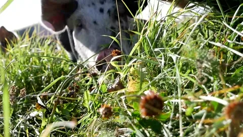 Zoom in Pig and Grass Stock Footage 142160022