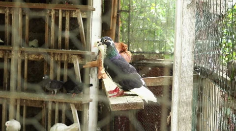 Zoom in on pigeons in captivity Stock Footage 40607216