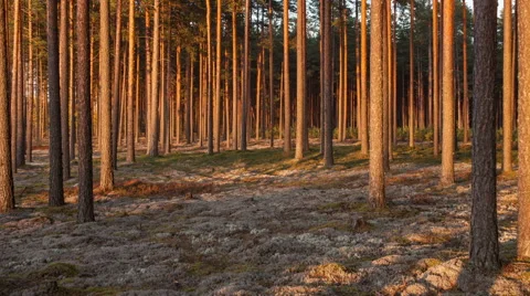 Zoom in pine forest in sunsets. Stock Footage 61968227