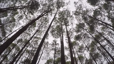 Zoom In  : Pine Trees In Rainforest Thailand Video stock 94355929