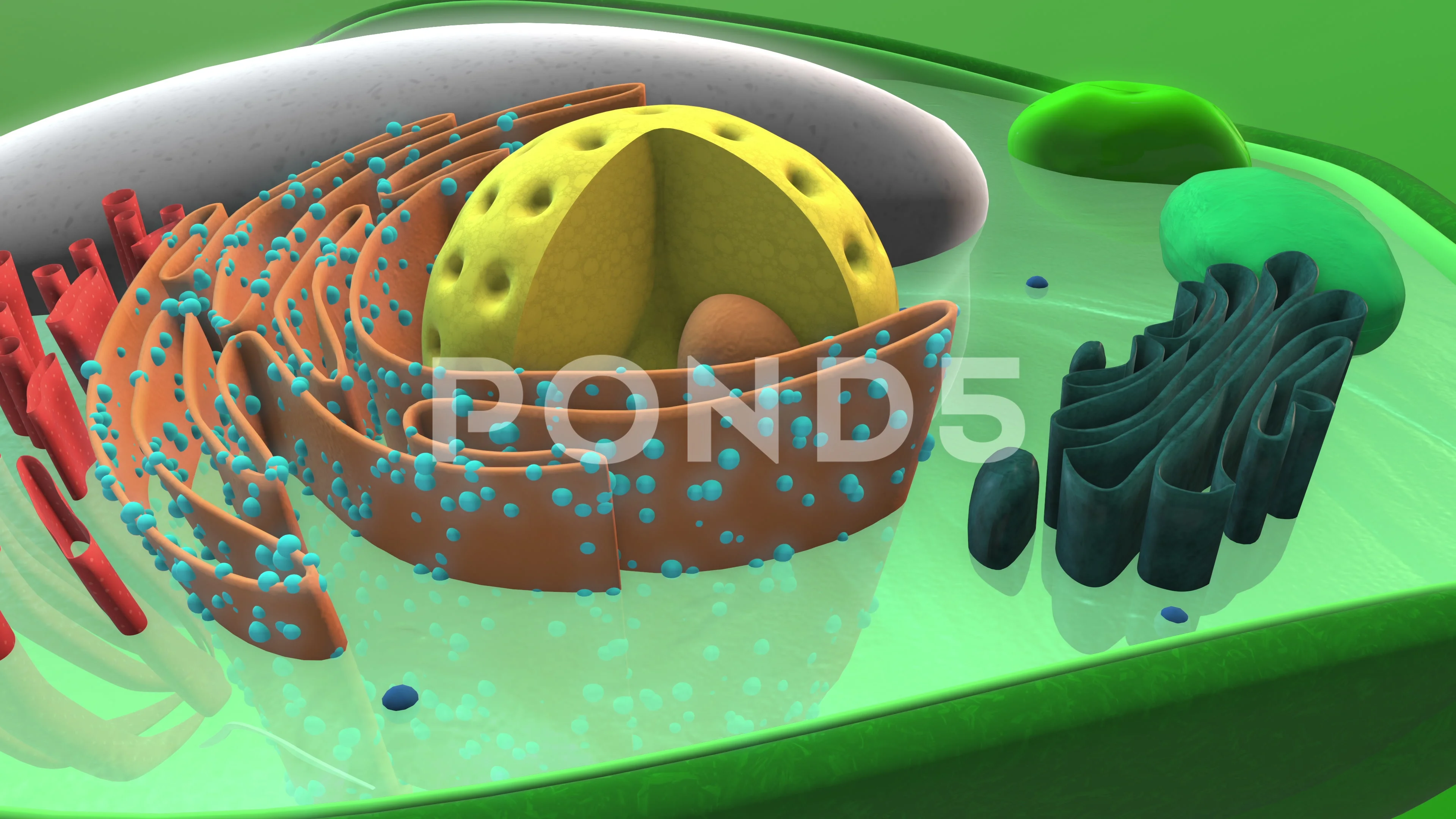 Zoom in into a plant cell, 3d animation | Stock Video | Pond5