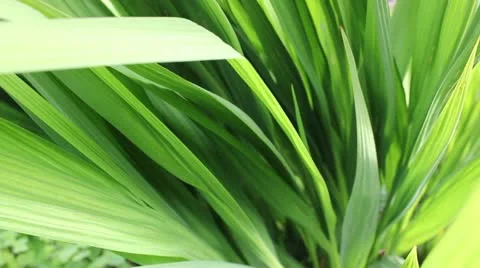 Zoom in on plant Stockbeeldmateriaal 11424086
