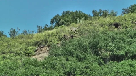 Zoom in plant on mountain Andes in Chile Stock Footage 59046026
