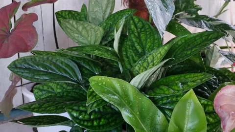 Zoom in plants in nature. Stock Footage 161465089
