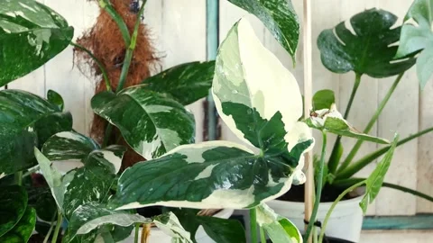 Zoom in plants in nature. Stock Footage 161465095