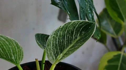 Zoom in plants in nature. Stock Footage 161465177