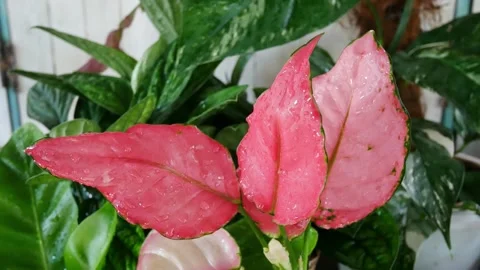 Zoom in plants in nature. Stock Footage 161465213