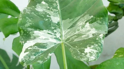 Zoom in plants in nature. Stock Footage 166424740