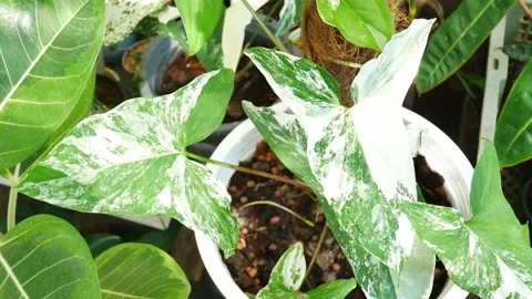 Zoom in plants in nature. Stock Footage 166424743