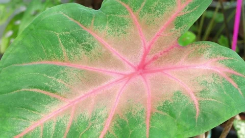 Zoom in plants in nature. Stock Footage 166424747
