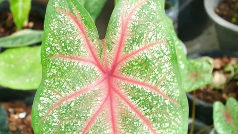 Zoom in plants in nature. Stock Footage 166424820