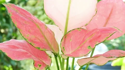 Zoom in plants in nature. Stock Footage 166424823