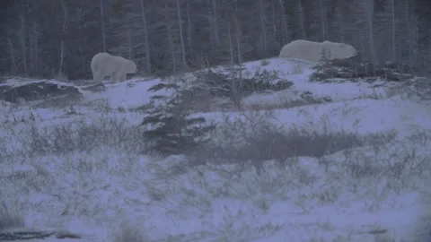 Zoom in polar bears walking into forrest Stock Footage 158770274