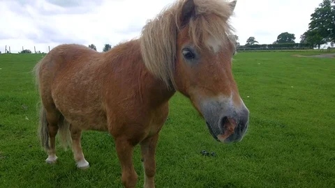 Zoom into pony on green field Stock Footage 84479229