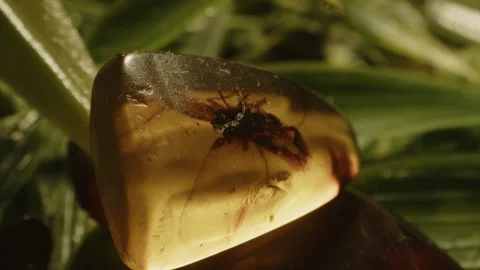 Zoom in to a prehistoric bug caught in a clear piece of Burmite amber Stock Footage 339400527