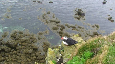 Zoom in to puffin head sitting on a cliff top Stock Footage 37313629