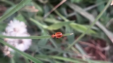 Zoom in Pyrrhocoridae Stock Footage 288292115