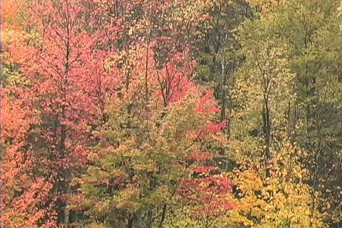 Zoom on rain in fall woods 스톡 동영상 745296