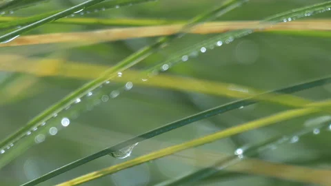 Zoom in to raindrop on a grass stalk Vídeos de archivo 93987075