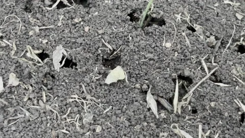 Zoom in Red ants walking on the nest Stock Footage 238425517