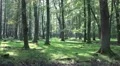 Zoom in Red Deers horde in oak and beech forest HD Footage