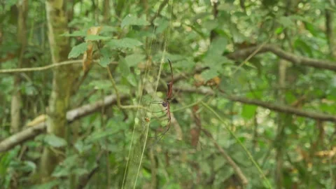Zoom To A Red Spider Stock-Footage 174533278
