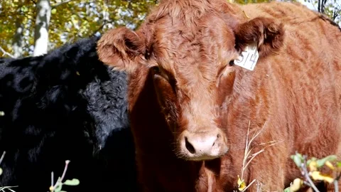 Zoom In Red Steer Stock Footage 153240578