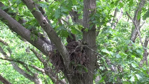 Zoom in on red-tailed hawk chicks in nest forest Stock Footage 92877587
