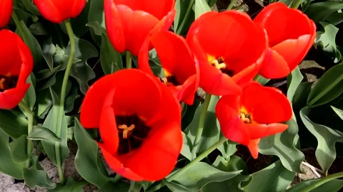 Zoom in on a red tulip 스톡 동영상 335144788