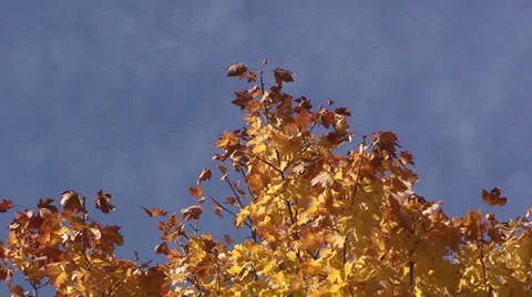 Zoom from red-yellow tree leaves against a blue background sky Stock Footage 33406213