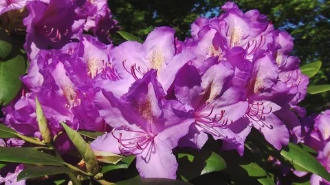 Zoom In to the rhododendron flower Stock Footage 96189778