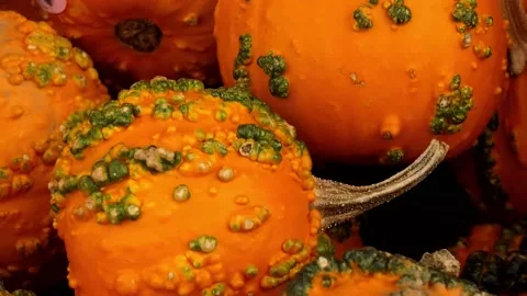 Zoom right in on the warts on Warty Goblin pumpkins at local the farmers market Vídeos de archivo 145380754