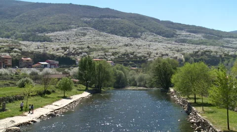 Zoom on river flows in valley with slopes full of cherry plantations Stock Footage 49555720