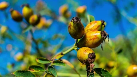 Zoom in on a rose hip Stock Footage 104840228