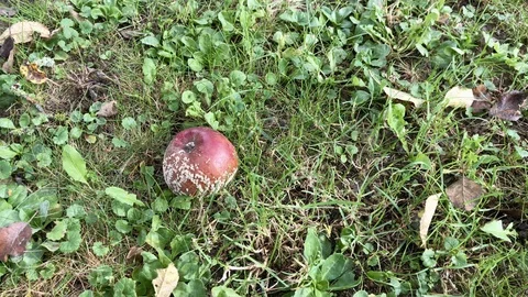 Zoom in rotten red apple on the grass in sunny autumn day. Stock Footage 118338833