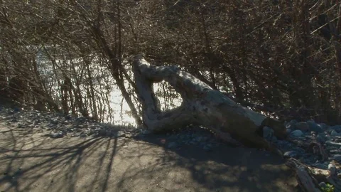 Zoom to Russian river through branch opening. Ukiah, Northern California USA Stock Footage 101855897