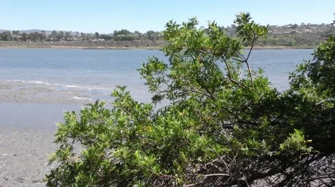 Zoom in of salt marsh with small waves and strong wind. Stock Footage 67558374