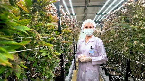 Zoom in scientist in protective gear inspecting cannabis plants. Видео 304954919