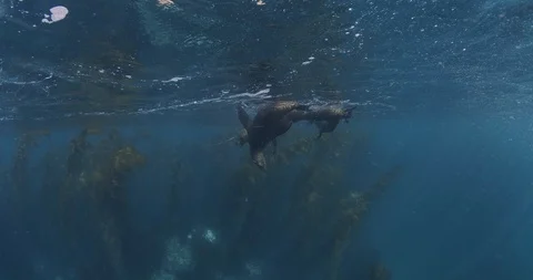 Zoom in on sea lions at surface underwater Stock Footage