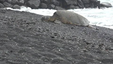 Zoom into Sea Turtle Stock Footage 138225414