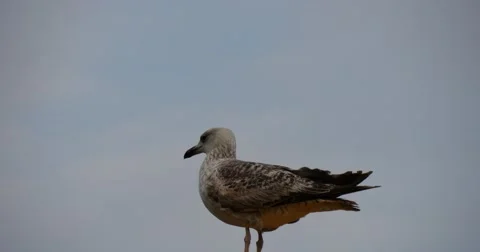 Zoom of Seagull in Istanbul Stock Footage 49096933