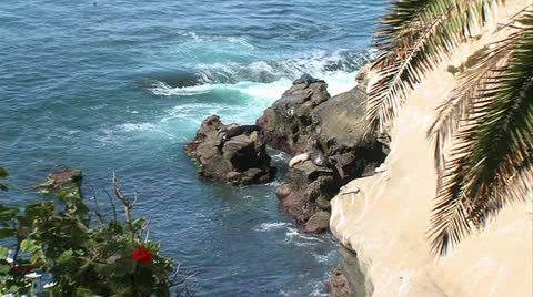 Zoom In Seals on Rock Видео 22558545