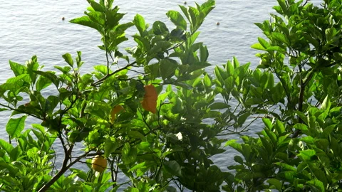 Zoom in on several ripe lemons on a tree growing on the amalfi coast Stock Footage 137764743