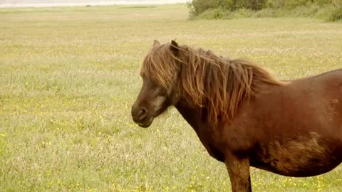 Zoom In on the Shetland pony Video stock 252175584