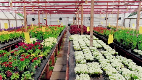 Zoom In Shoot in Greenhouse with Blooming Plants. Camera Moves Among Racks with Stock Footage 148679751