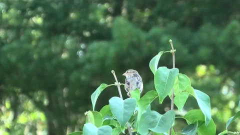 Zoom Shot of a Bird Stock Footage 139218788