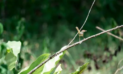 Zoom shot of a brown bird while resting on a tree stem looking for food Stock Photos