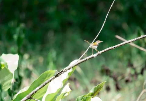 Zoom shot of a brown bird while resting on a tree stem looking for food Stock Photos